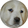 Bebe Lovedog