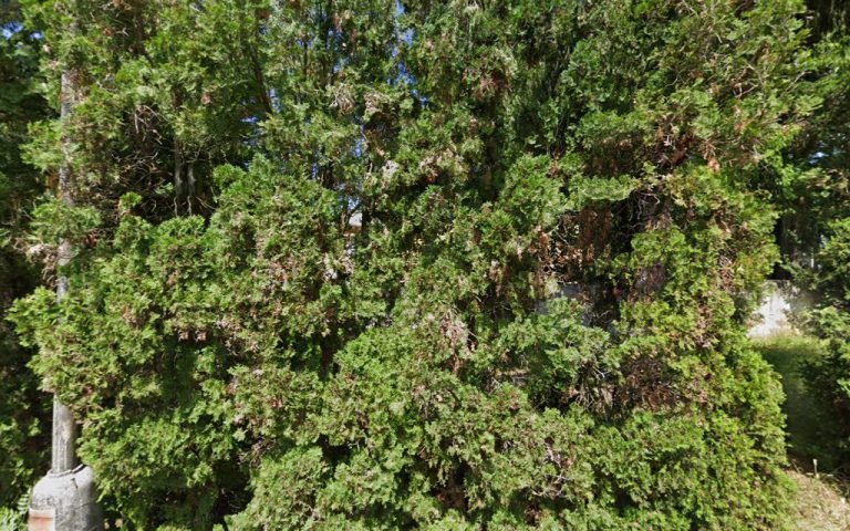 BN - DENT s.r.o. - MUDr. Ľudevít Richter